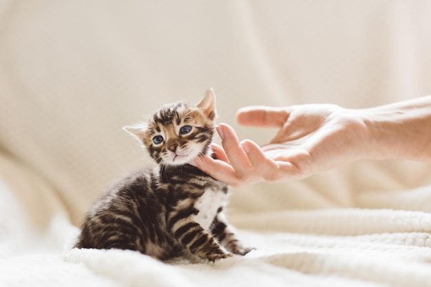 Jeune chat du Bengale rayé sous le menton par une main de femme