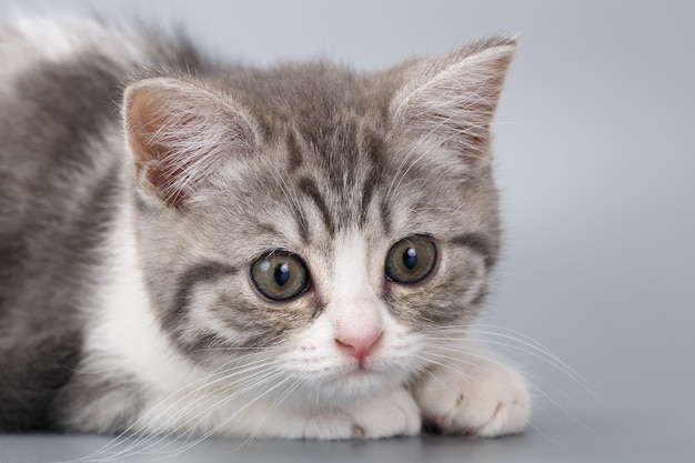 Jeune le chat écossais rayé sur surface grise