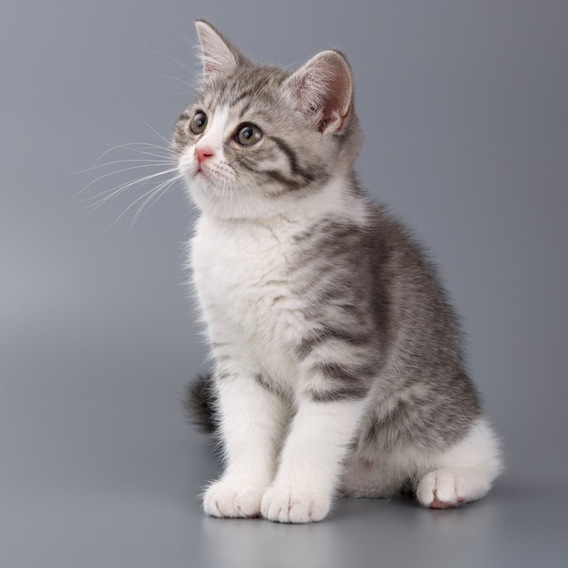 Jeune le chat écossais rayé sur une surface grise.