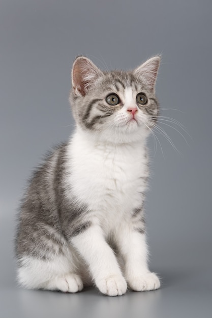 Jeune le chat écossais rayé sur surface grise