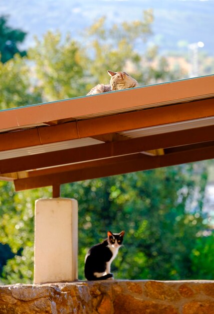 Jeune chat errant noir et blanc sur un mur se reposant et prenant un bain de soleil