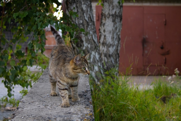 Le jeune chat gris marche et regarde sur le côté