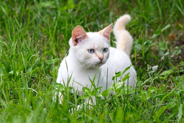 Jeune chat jouant dans l'herbe verte au parc.