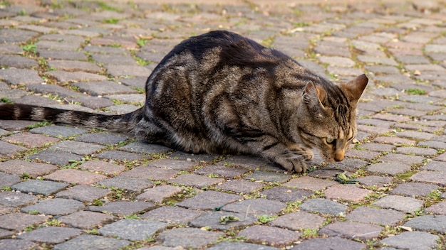 Jeune chat jouant avec le lézard vert sur la rue pavée