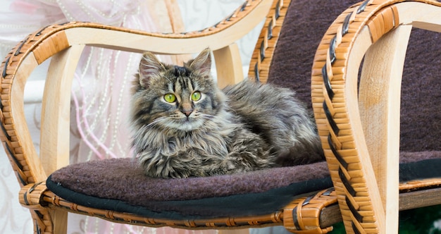 Un jeune chat moelleux reposant sur une chaise berçante. Confort de la maison