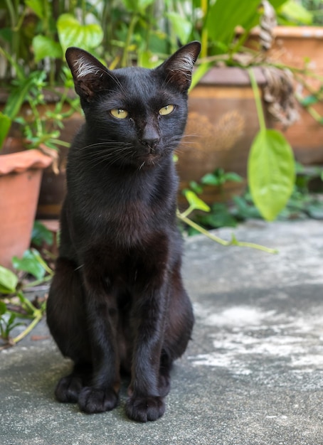 Jeune chat noir adulte allongé sur un sol en béton de jardin extérieur mise au point sélective sur son œil