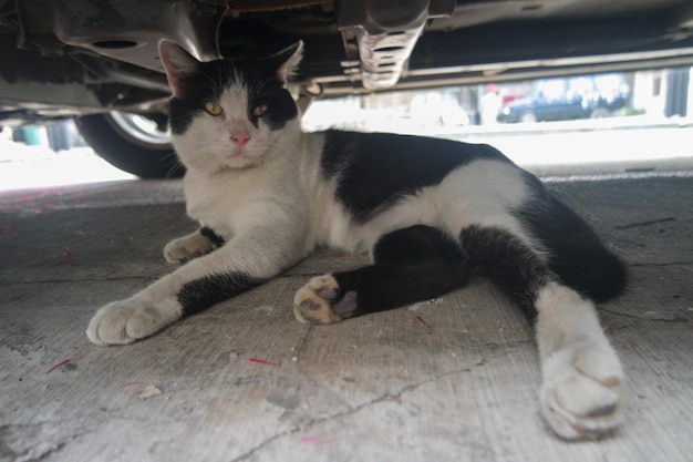 Un jeune chat noir et blanc attentif