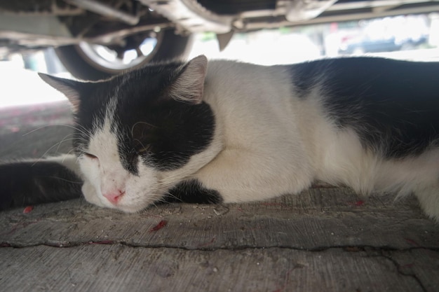 Un jeune chat noir et blanc attentif