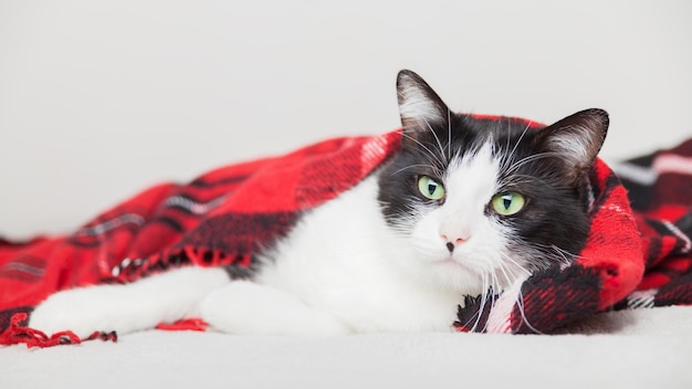 Jeune chat noir et blanc de race mixte relaxant sous un plaid en laine rouge tartan. Concept de soins pour animaux de compagnie. Célébration des vacances d'hiver. Copiez la carte-cadeau de l'espace.
