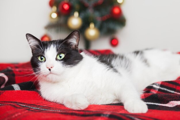 Jeune chat noir et blanc de race mixte sous un plaid en laine rouge tartan près d'un petit arbre de Noël. Concept de soins pour animaux de compagnie. Célébration des vacances d'hiver. Copiez la carte-cadeau de l'espace.