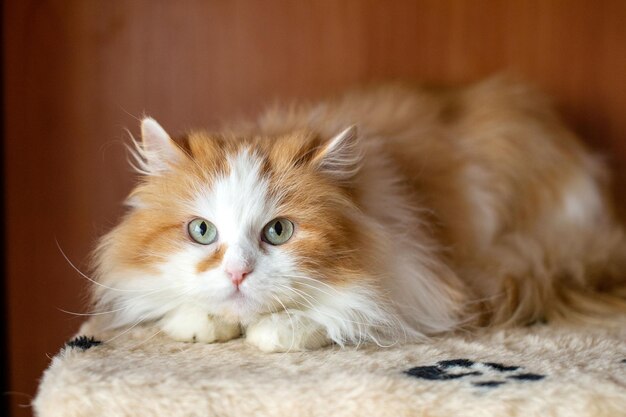 Jeune chat persan blanc rouge moelleux domestique se trouve sur un griffoir et regarde au loin