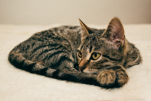 Jeune chat sur un plaid léger