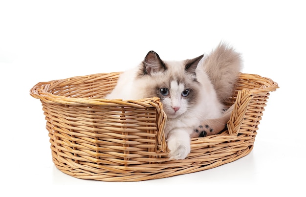 Jeune chat ragdoll de six mois dans panier sur fond blanc