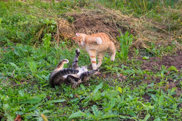 Jeune chat rouge bat le chat gris gisant sur le sol