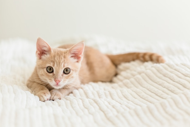 Jeune chat rouge sur un couvre-lit blanc