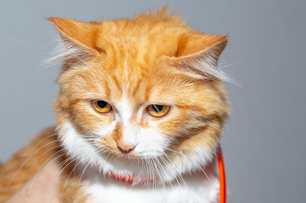 Un jeune chat roux mécontent avec un collier anti-puces