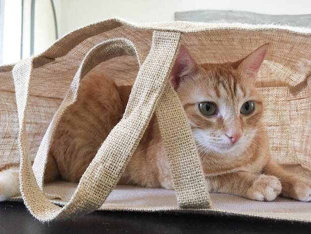 Jeune chat se cachant dans un sac en tissu marron toile sac à main