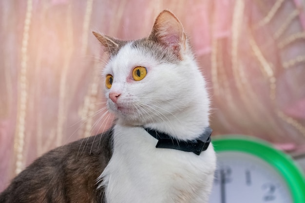 Jeune chat tacheté blanc assis dans la pièce près de l'horloge