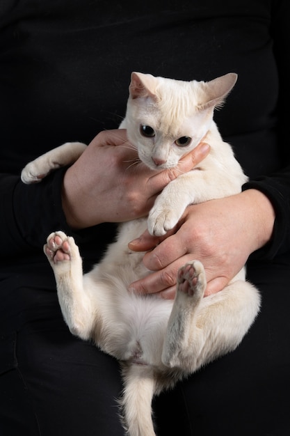 Jeune chat tenu par une personne