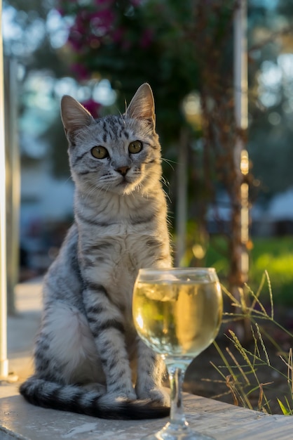 Un jeune chat très mignon est assis dans la rue près d'un verre de vin blanc.