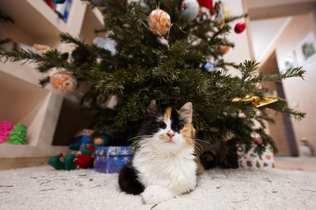 Le jeune chat de trois couleurs se repose sous l'arbre de Noël