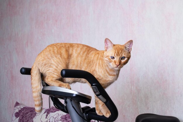 Jeune chat avec vélo d'exercice à la maison