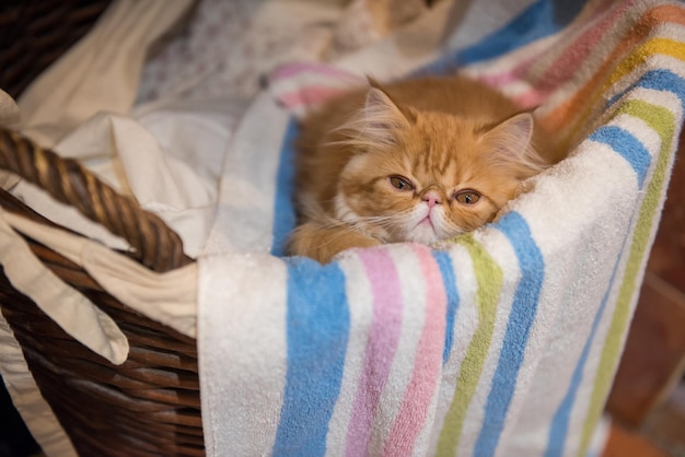 Jeune chaton rayé rouge dormant dans un panier à linge animal domestique