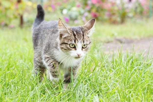 Jeune chaton tabby gris et blanc marchant sur l'herbe verte en plein air avec un fond naturel. Portrait à faible profondeur de champ