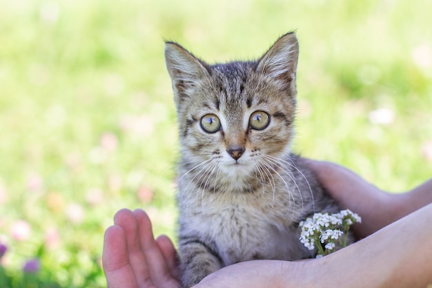 Jeune chaton tigré en mains sur fond d'herbe verte.