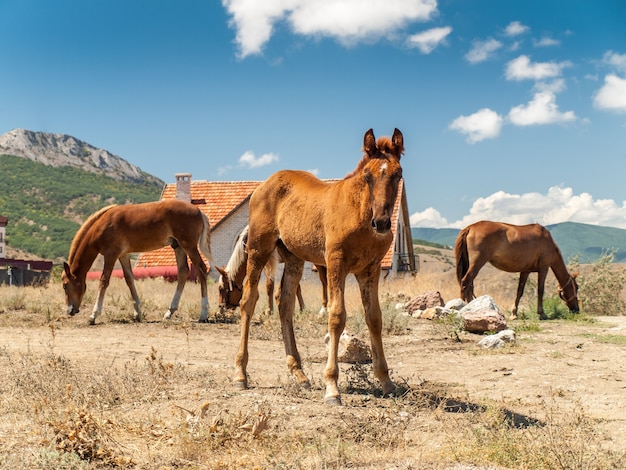 Jeune cheval et chevaux adultes dans le champ avec maison de campagne par une chaude journée d'été. Fond de montagne