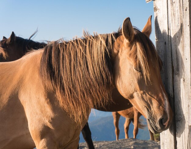 Jeune cheval près des écuries.