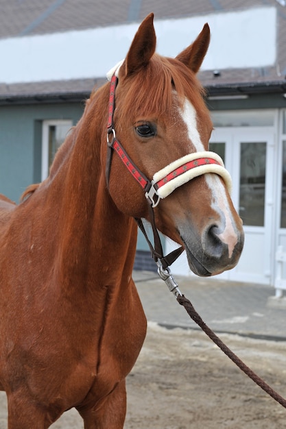 Jeune cheval de race pure à la campagne