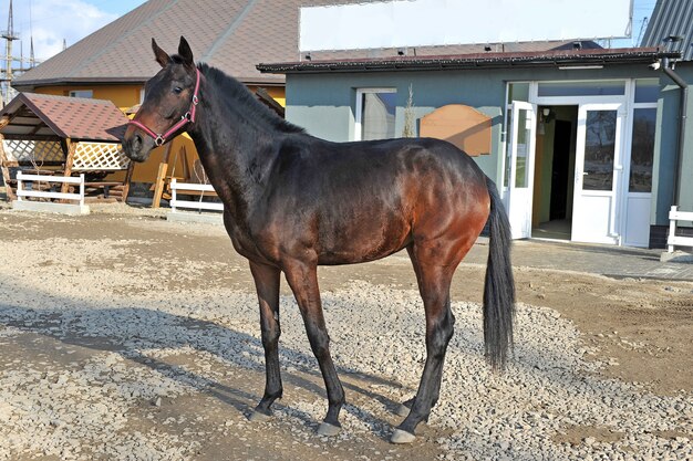 Jeune cheval de race pure à la campagne