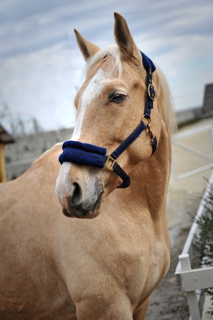 Jeune cheval de race pure à la campagne