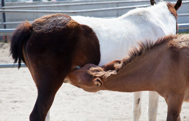 Un jeune cheval suce du lait chez une mère-cheval.