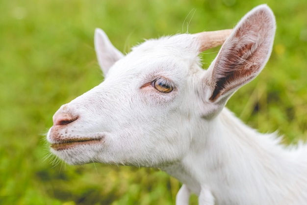 Une jeune chèvre blanche avec des cornes