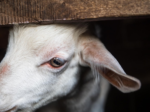 Une jeune chèvre blanche dans un enclos mange du foin