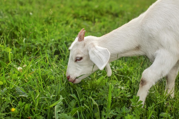 Jeune chèvre broutant sur l'herbe.