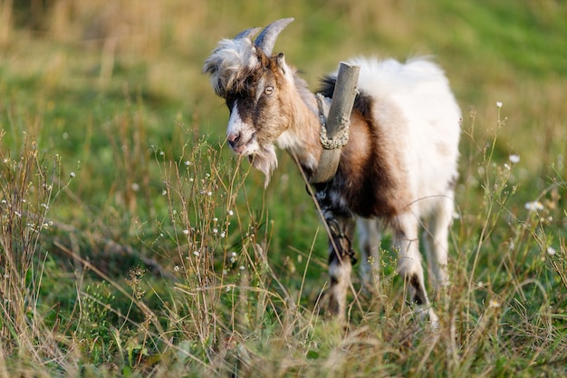 Jeune chèvre broute l'été sur l'herbe