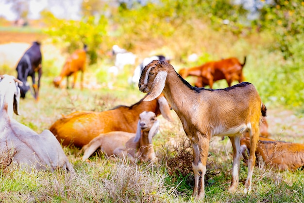 Jeune chèvre indienne au champ