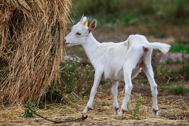 Une jeune chèvre près du foin