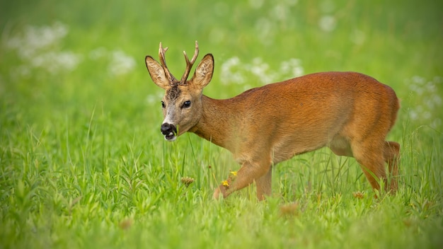 Jeune chevreuil marchant sur le champ de foin mâchant paisiblement en été