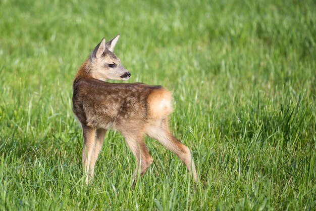 Jeune chevreuil sauvage dans l'herbe Capreolus capreolus Nouveau-né chevreuil sauvage printemps nature