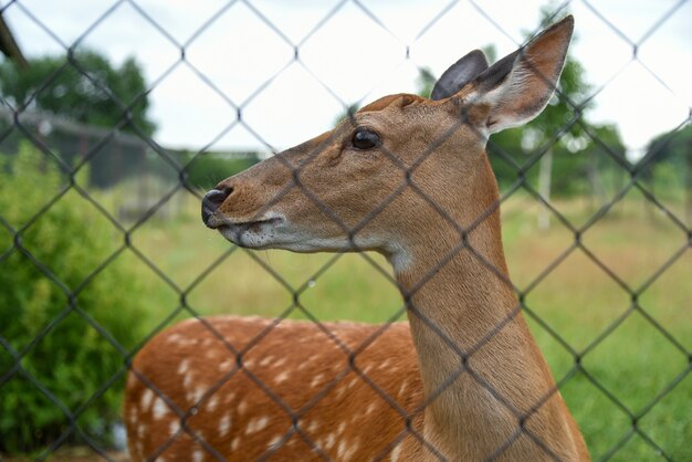 Un jeune chevreuil se promène dans la volière.