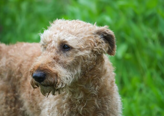 Jeune chien actif à l'extérieur sur fond d'herbe verte d'été.