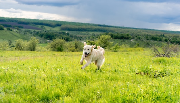 Jeune chien actif s'exécutant sur un terrain de printemps ensoleillé