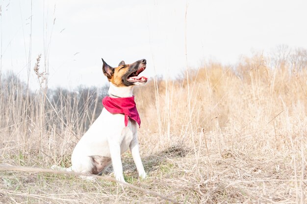 Jeune chien en bandana bénéficiant d'un beau temps ensoleillé dans la nature. Chien Fox terrier lisse est assis avec les yeux fermés parmi l'herbe fanée un jour de printemps