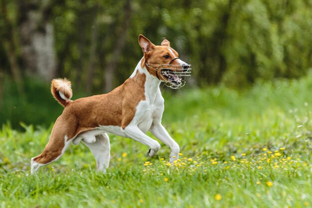 Photo jeune chien basenji en compétition de course dans le champ vert sur la compétition de coursing d'appât