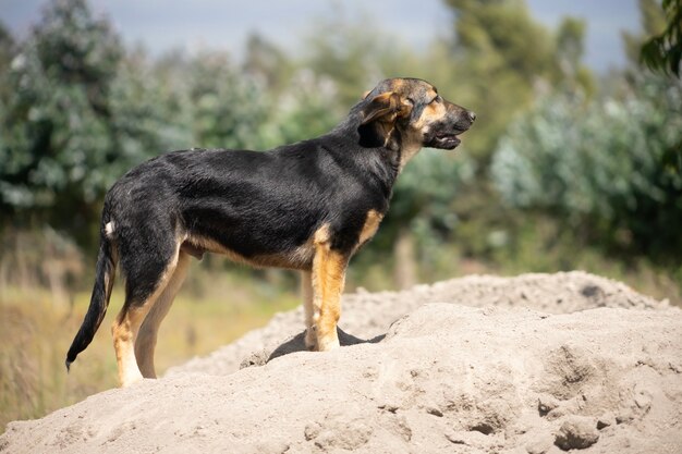 Un jeune chien berger allemand