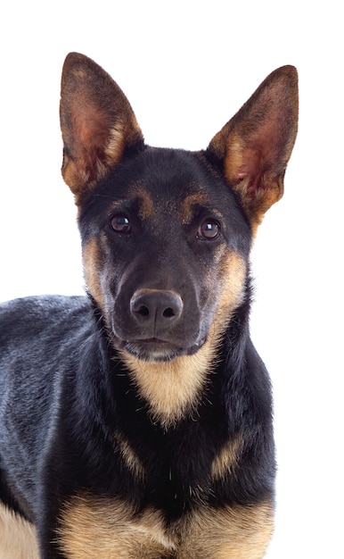 Jeune chien de berger allemand